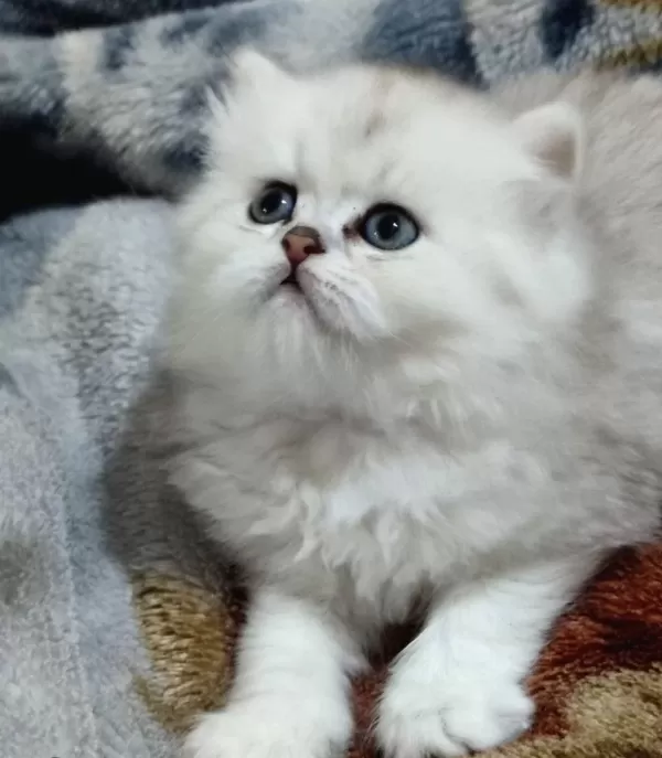 Harika Ötesi British Longhair İsteyen Buyursun