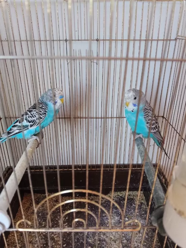 2 Tane Erkek Yavru Muhabbet Kuşu
