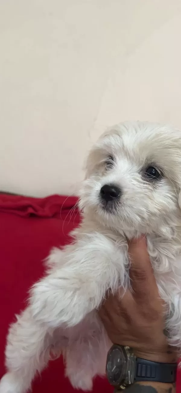 Teslime Hazır Yavru Köpekler