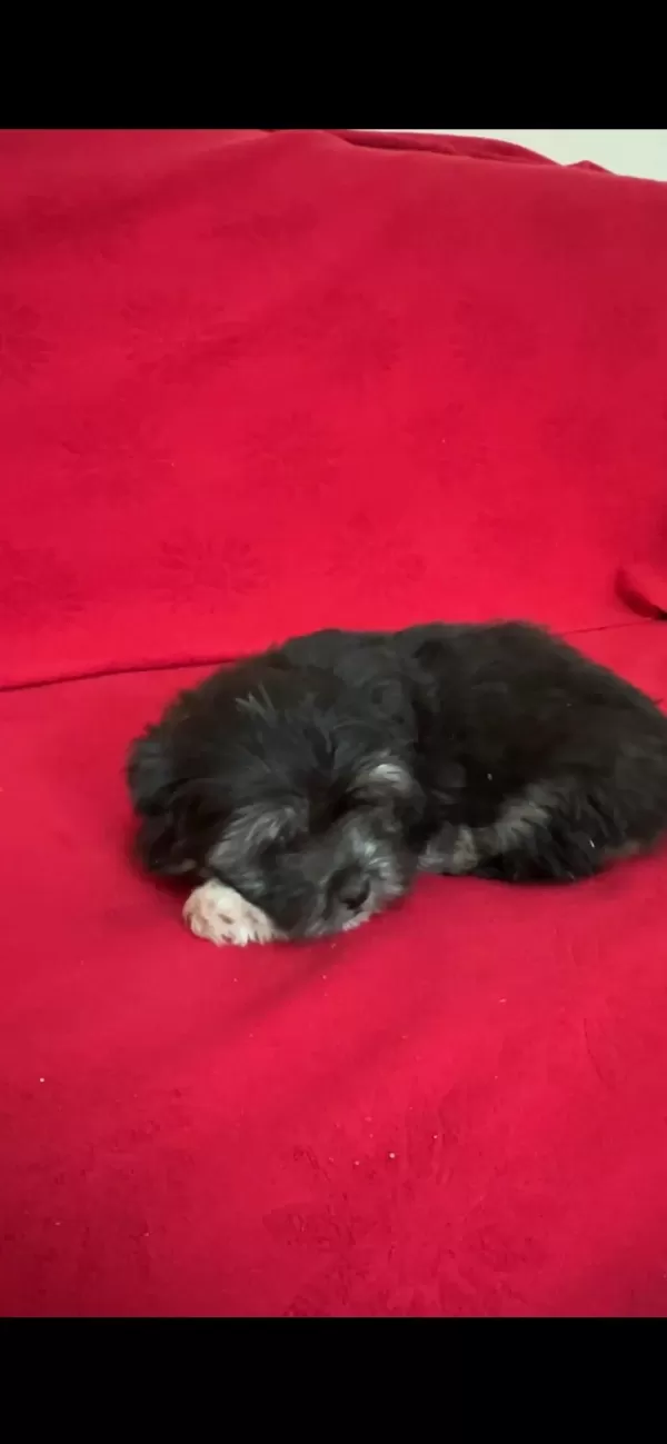 Teslime Hazır Yavru Köpekler