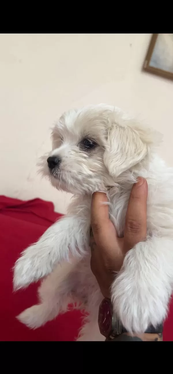 Teslime Hazır Yavru Köpekler