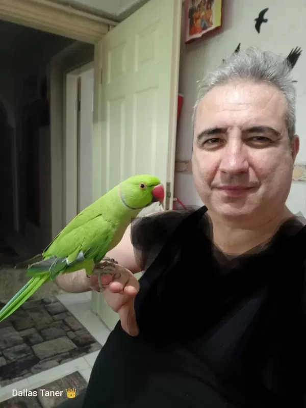 Pakistan Papağanı Evcil