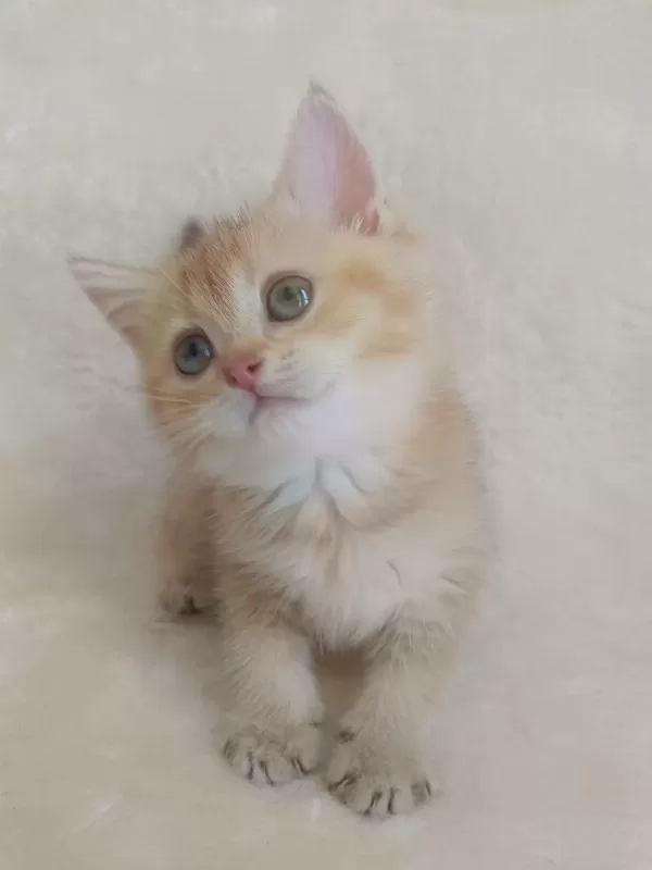 Minicik Bebiş Kediler