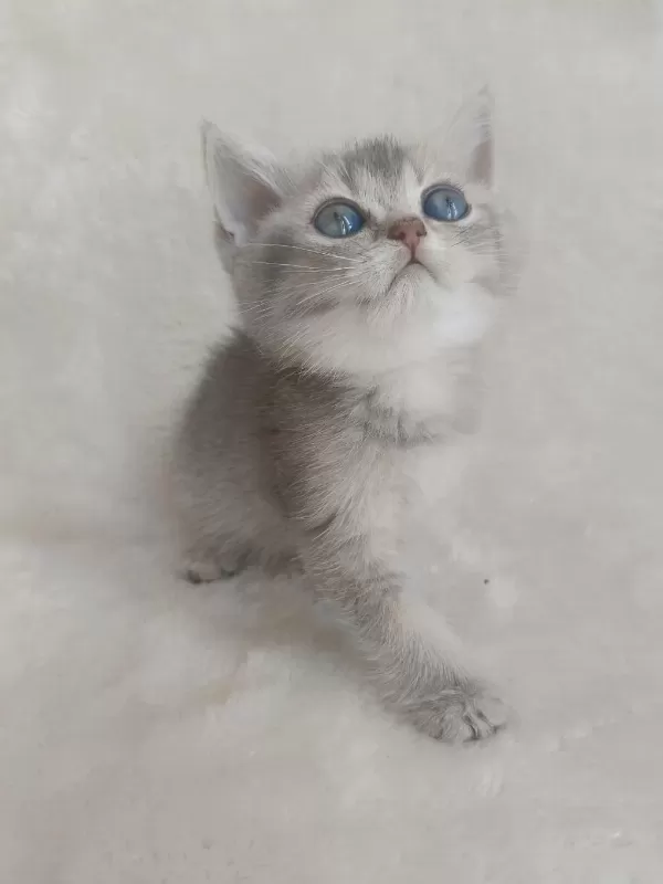 Minicik Bebiş Kediler