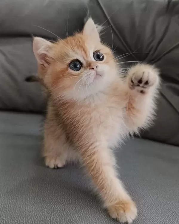 Golden British Shorthair Kedisi
