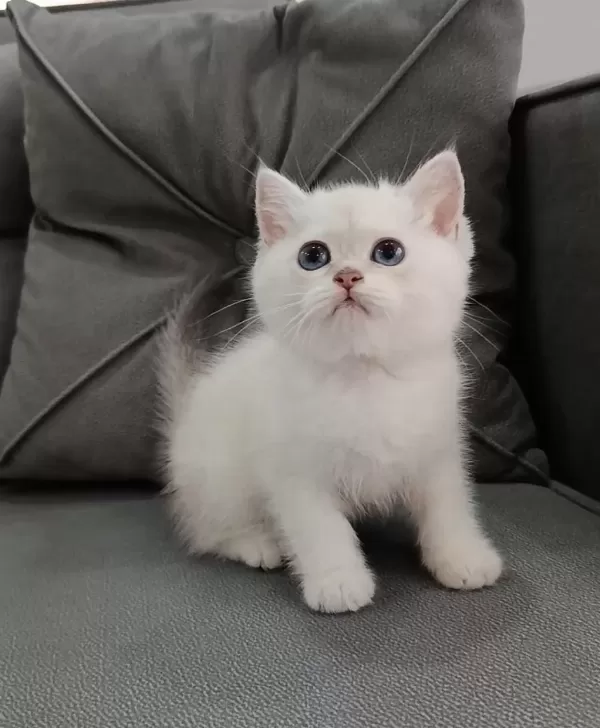 Golden British Shorthair Kedisi