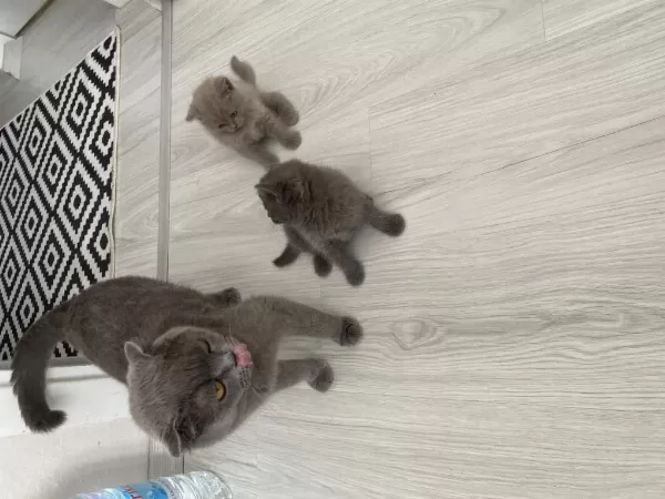 Kedilerimize Sıcacık Bir Yuva Ve Sevgi Dolu Kalpler Arıyoruz