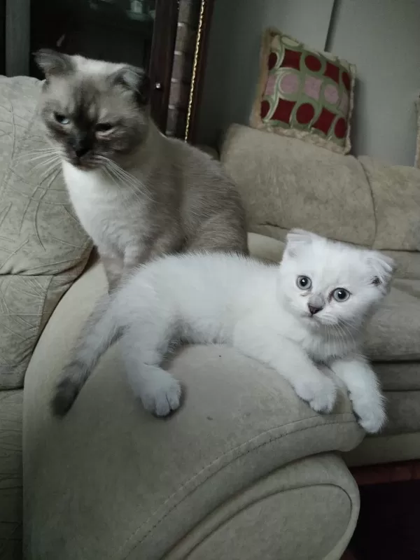 Scottish Fold Blue Point