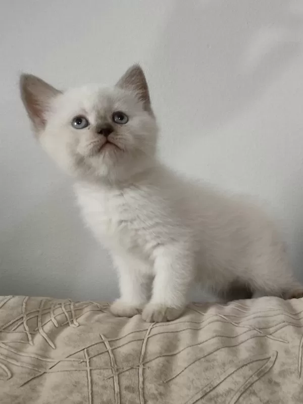Scottish Fold Blue Point