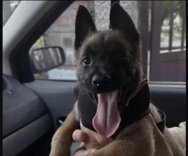 Belçika Kurdu Köpeği