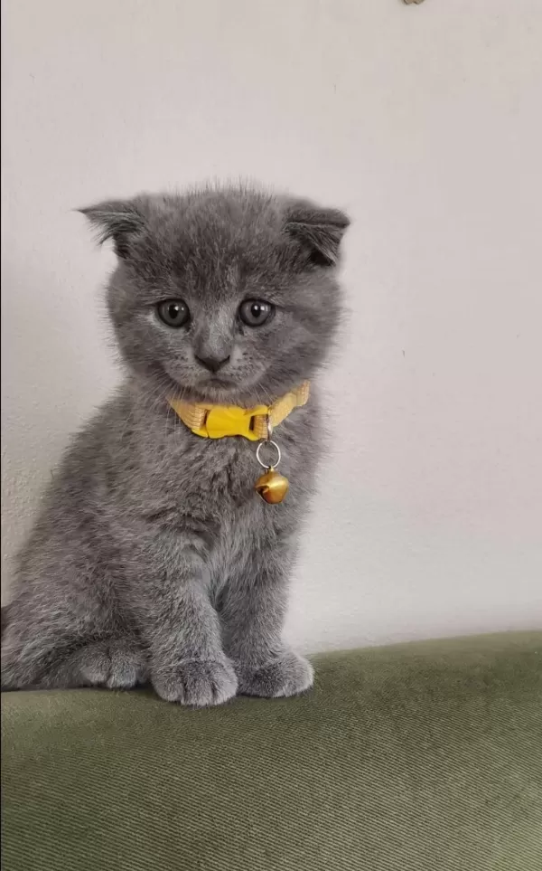 Sevimli Erkek Scottish Fold