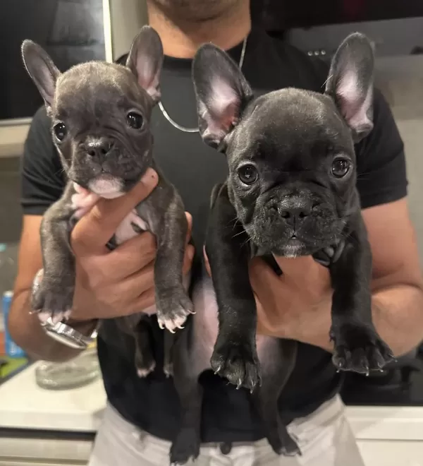 French Bulldog 45 Günlük