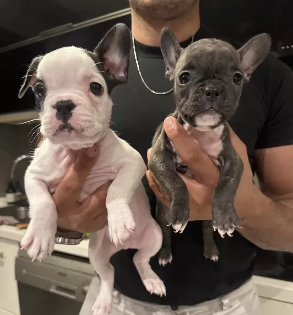 French Bulldog 45 Günlük