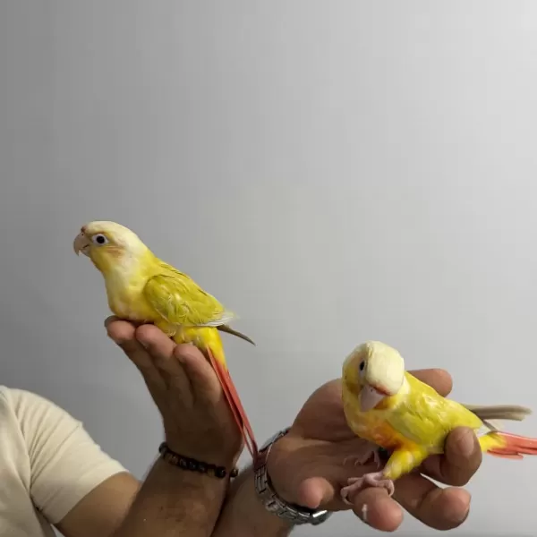 Suncheck Yavru Konur Papağanlari