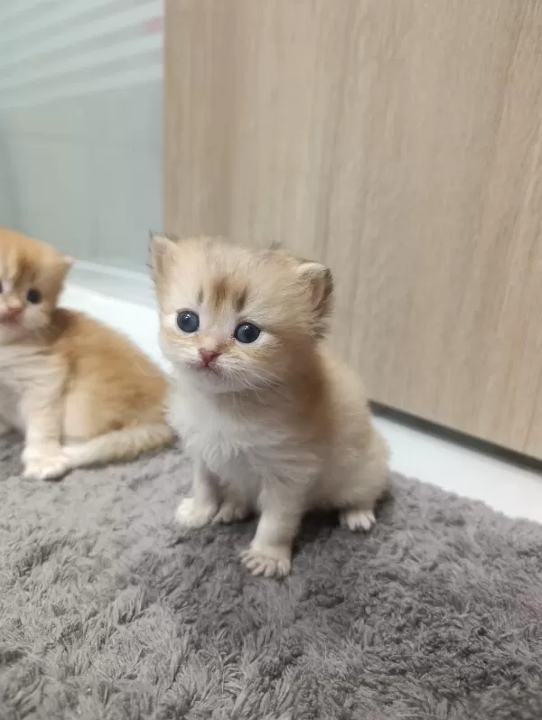 British Longhair Kedilerimiz
