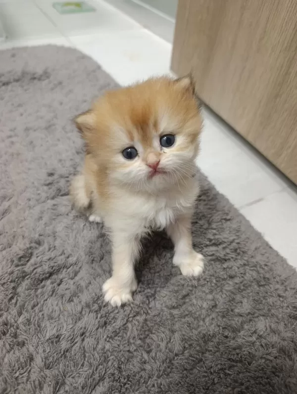 British Longhair Kedilerimiz