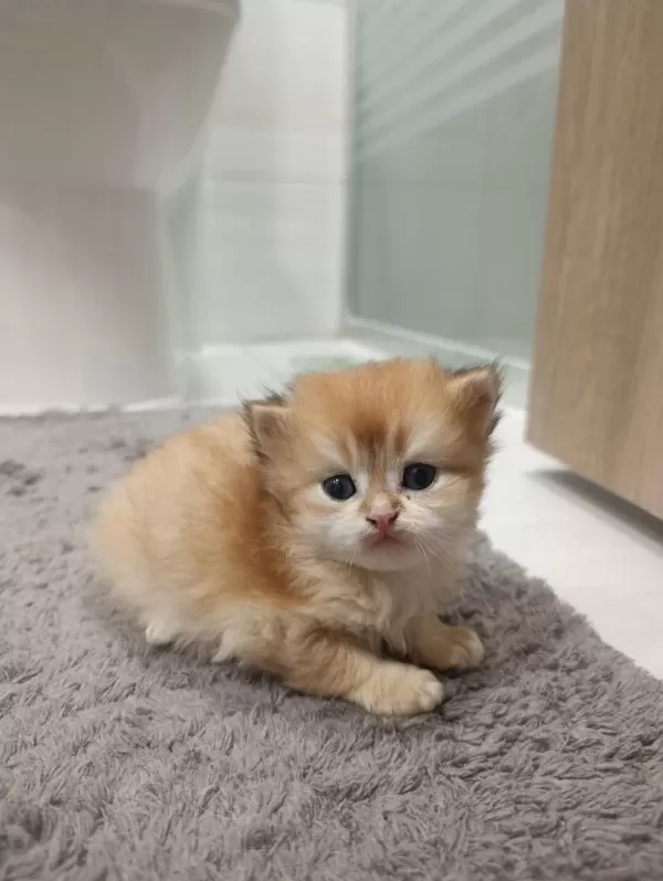 British Longhair Kedilerimiz