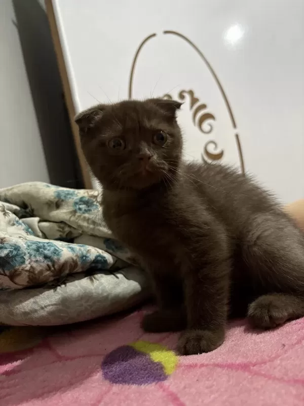 3 Aylık Erkek Scottish Fold