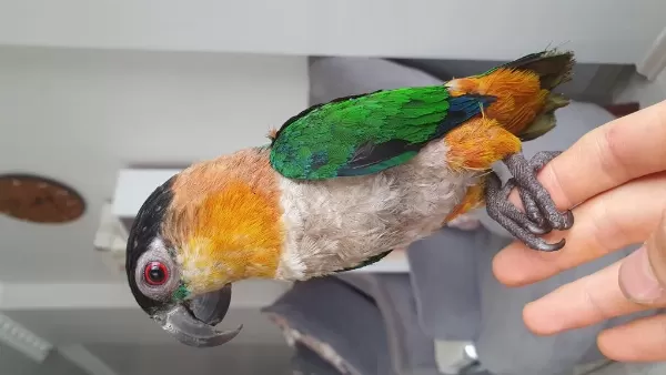 Evcil Akıllı Fırsat Kayık Papağanı