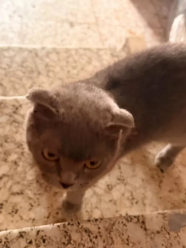 Scottish Fold Acil Yuva Aranıyor