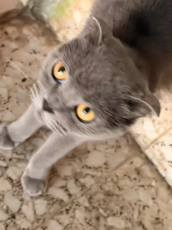 Scottish Fold Acil Yuva Aranıyor