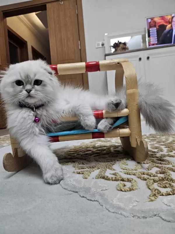 Scottish Fold Blue Point Beyaz