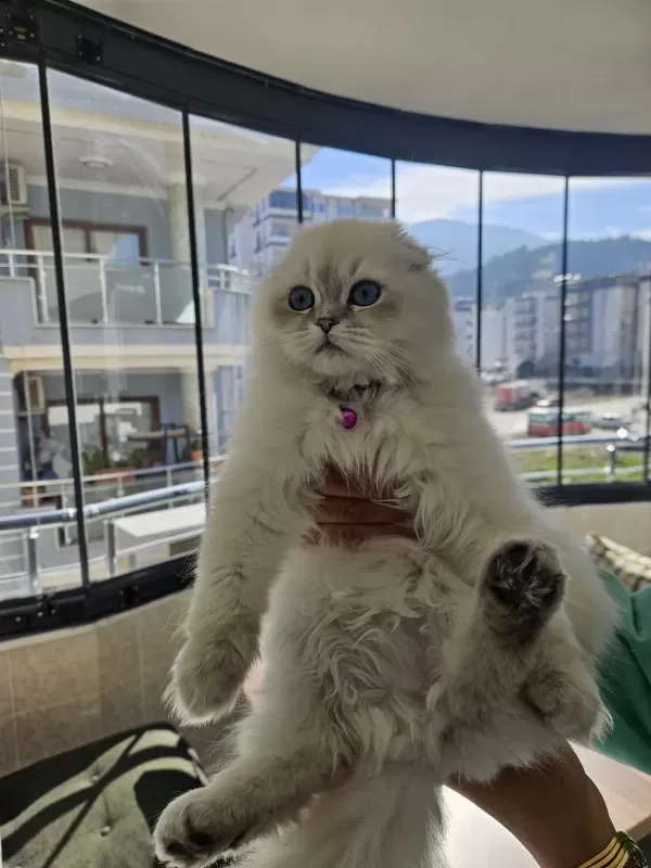 Scottish Fold Blue Point Beyaz