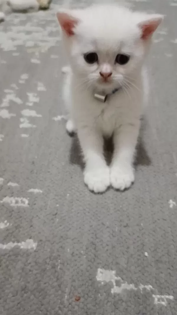 8 Haziran Doğumlu Erkek British Longhair