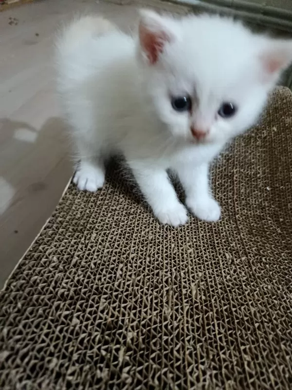 8 Haziran Doğumlu Erkek British Longhair