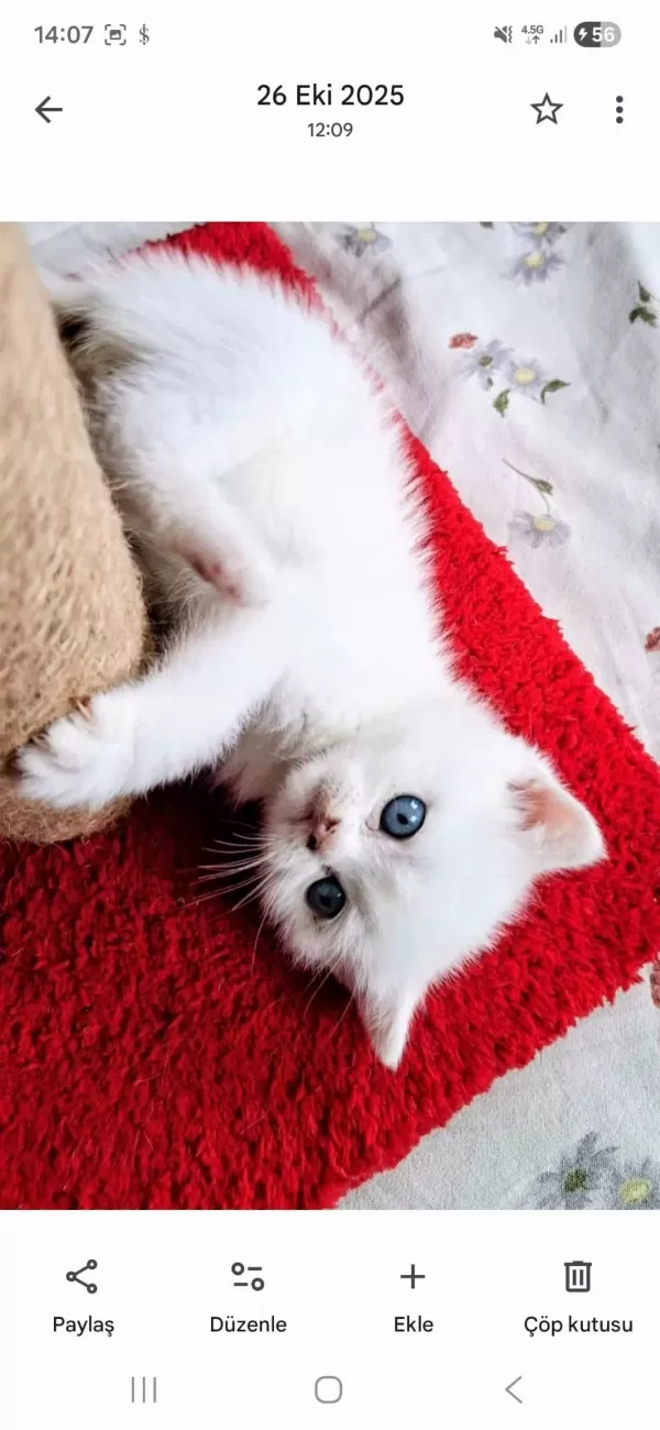 Sağlıklı Minnak Kedilerim