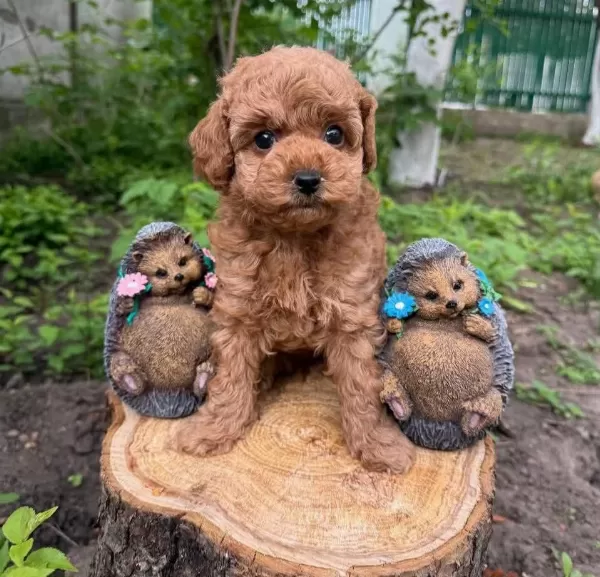 Kore Poodle Yavrumuz