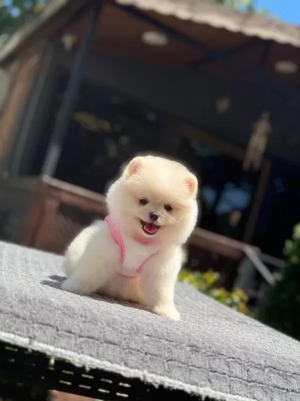 Sağlik Ve İrk Garantili Pomeranian Köpeği