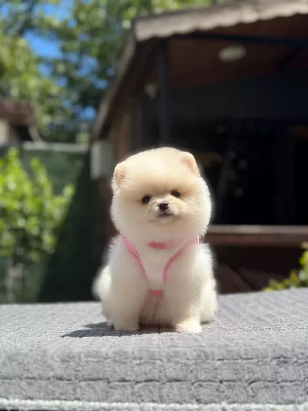 Sağlik Ve İrk Garantili Pomeranian Köpeği