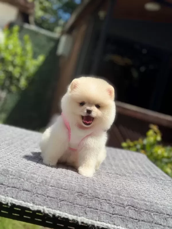 Sağlik Ve İrk Garantili Pomeranian Köpeği