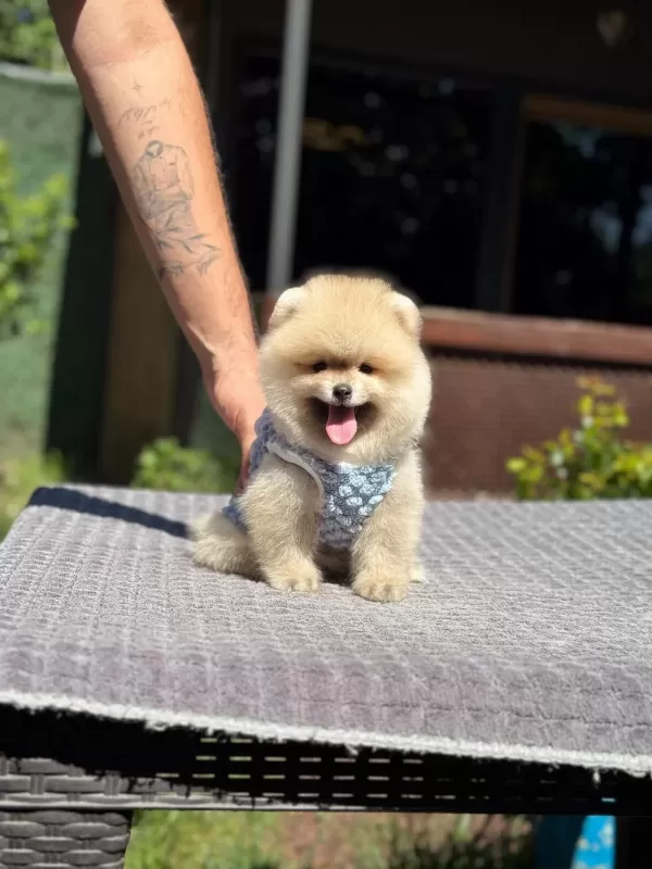 Sağlik Ve İrk Garantili Pomeranian