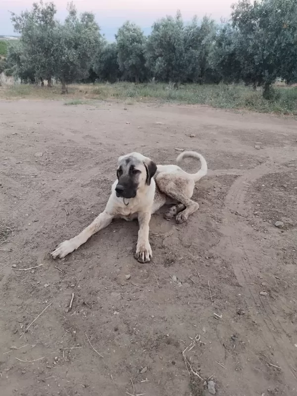 Sağlıklı Genç Erkek Kangal