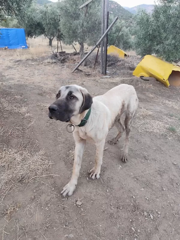 Sağlıklı Genç Erkek Kangal