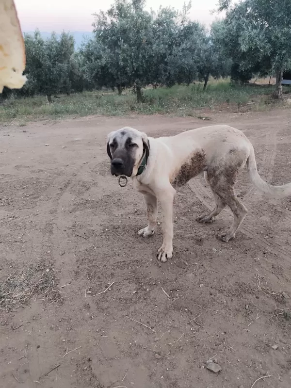Sağlıklı Genç Erkek Kangal