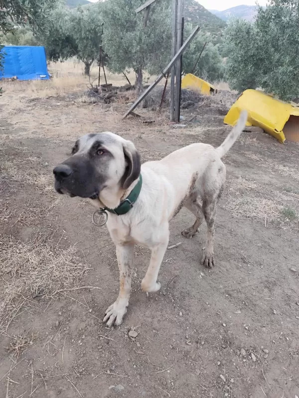 Sağlıklı Genç Erkek Kangal