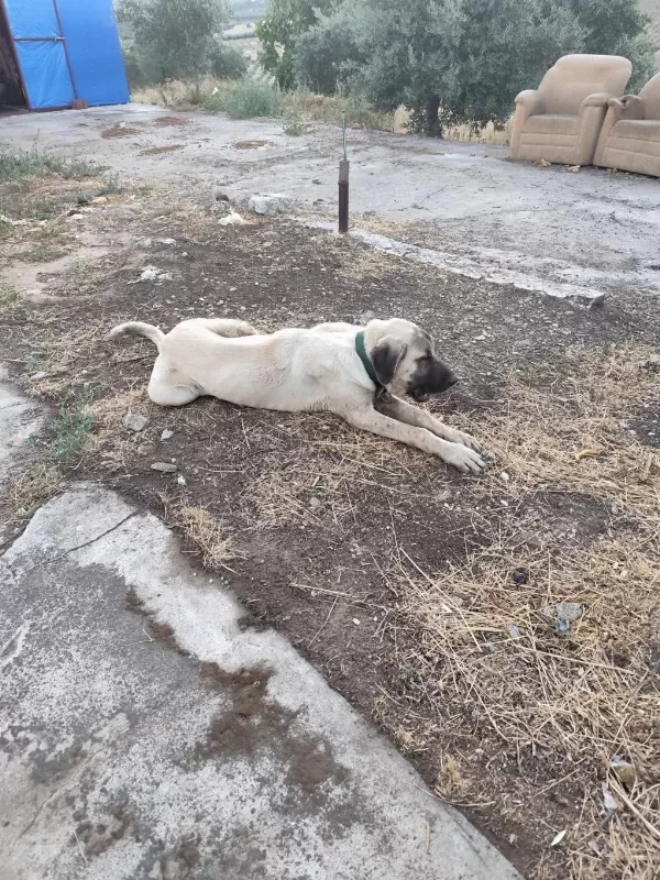 Sağlıklı Genç Erkek Kangal