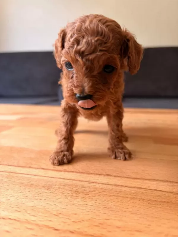Teacup Toy Poodle Yavrular Kg Garantili