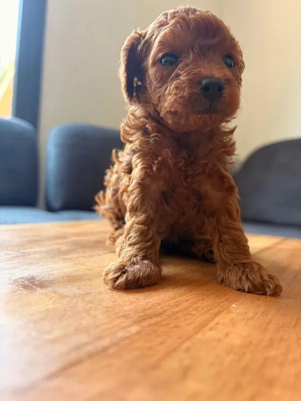 Teacup Toy Poodle Yavrular Kg Garantili