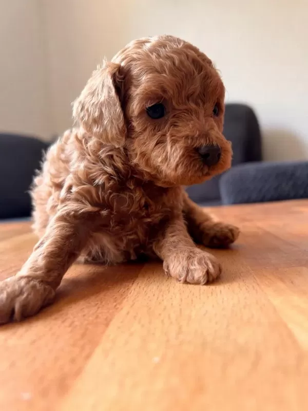 Teacup Toy Poodle Yavrular Kg Garantili