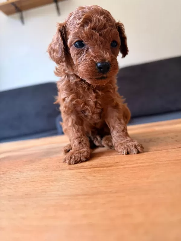 Teacup Toy Poodle Yavrular Kg Garantili