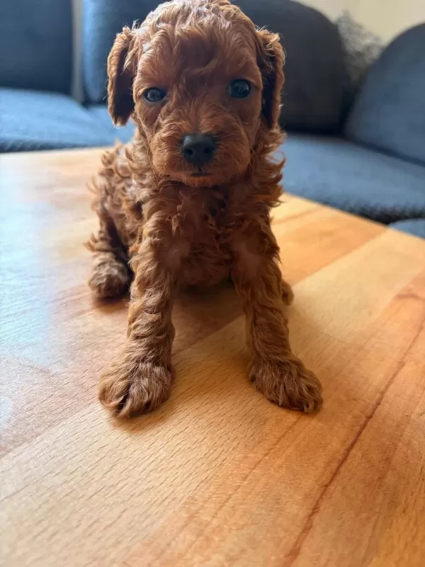 Teacup Toy Poodle Yavrular Kg Garantili
