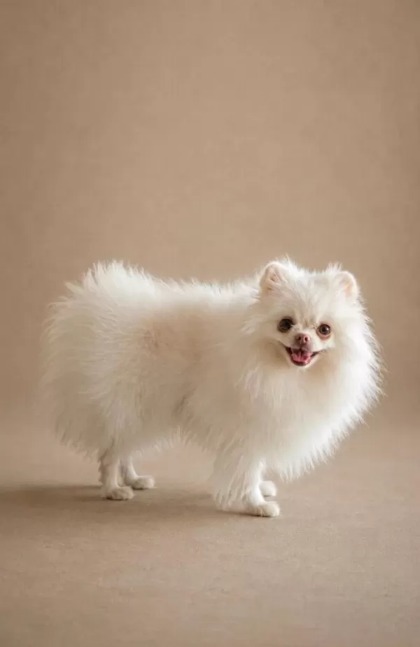 Orijinal Pomeranian Boo