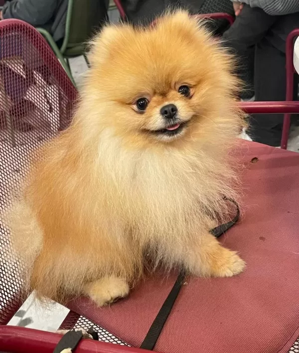 Orijinal Pomeranian Boo