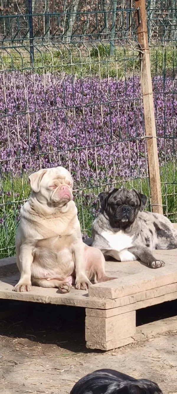 Yetişkin Ping Ve Egzotik Pug Mops Lar