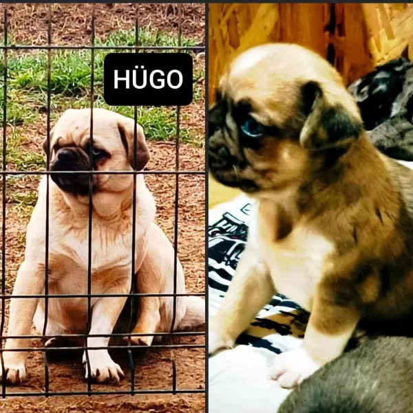 Yetişkin Ping Ve Egzotik Pug Mops Lar