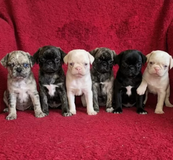Egzotik Renk Pug Mops Yavruları